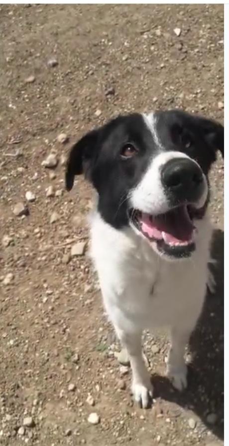 Mask Giovane Aspetta In Canile Da 3Anni Puglia 